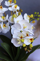 Orange Retera, gumowy storczyk w pomarańczowej donicy