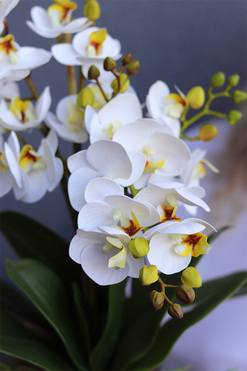 OD RĘKI Orange Retera, gumowy storczyk w pomarańczowej donicy, wys.54cm 