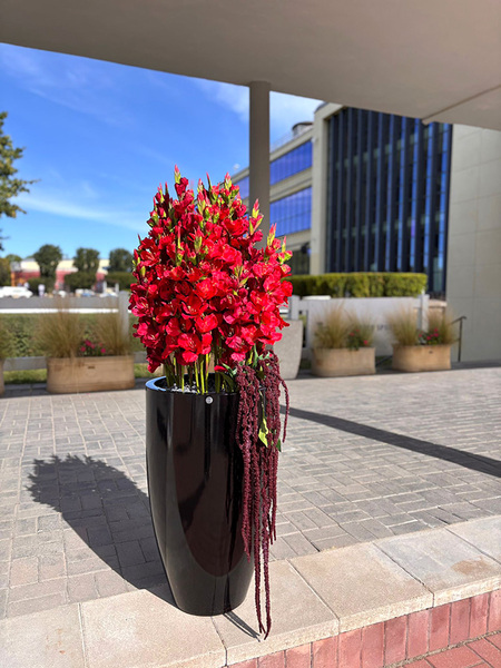 Fiberglass Black Mieczyki, ekskluzywna kompozycja w czarnej donicy