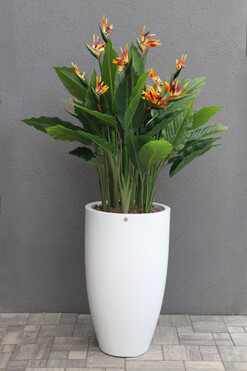 Strelicja Fiberglass Bahama 2, egzotyczna kompozycja w donicy, wym.174cm 