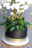 Blackisto Goldino A, elegancki storczyk w czarno-złotej donicy, wys.80cm