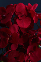 Miłosna Czerwień, karminowy welurowy storczyk