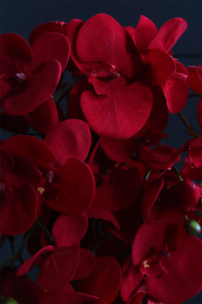 Miłosna Czerwień, karminowy welurowy storczyk