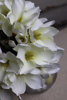 Magnolie Sweet White, wielkanocna kompozycja kwiatowa w szkle, wym.38x31cm