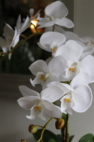 biały storczyk w donicy z motywem paproci, Paprotia, wys.62cm 