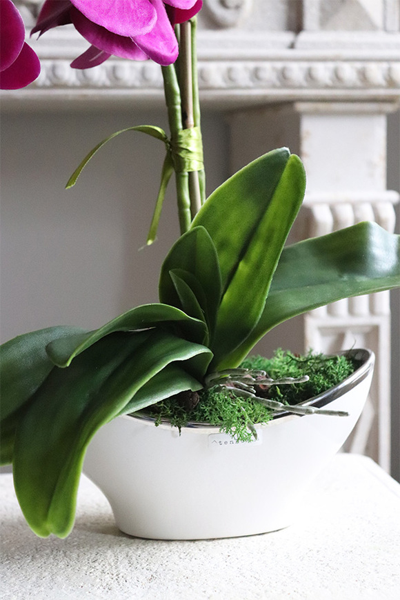 Belluna Hefryte, fuksjowy storczyk w stylowej donicy, wys.48cm