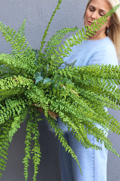 OD RĘKI Momu Saute, sztuczna paprotka na ścianę, wym.55x70x100cm