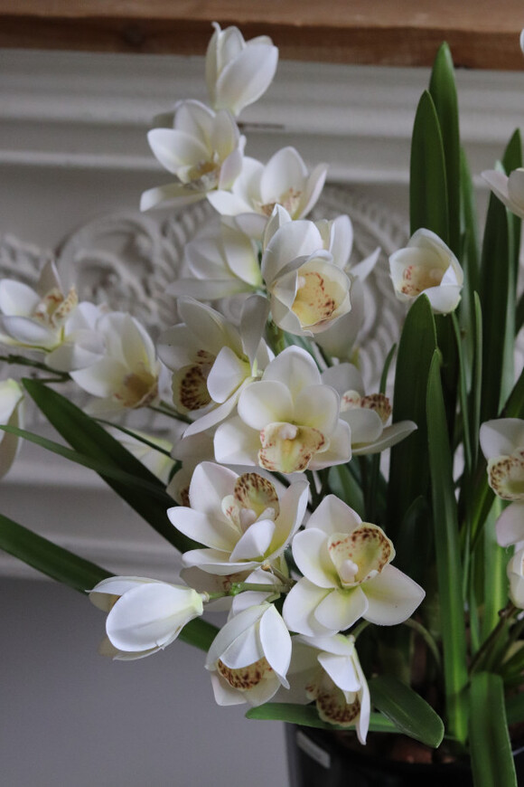 Bacarat Black Cymbydium, gumowy storczyk w pucharze