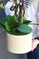 Forresti Wood, sztuczny storczyk w drewnianej donicy, wys.50cm 