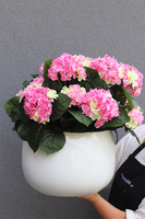 Hortensje Walter, donica fiberglass z hortensjami