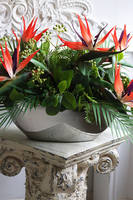 Strelicja Laos Silver, kompozycja w srebrnej donicy