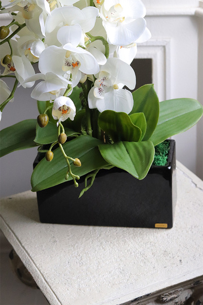 Jerete Black, storczyk w czarnej donicy