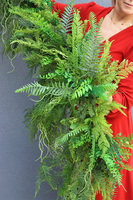 Veronea Greena, girlanda z zielonych zwisających pędów