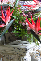 Strelicja Hotelia Red, podłużna kompozycja w donicy