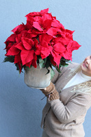 Gwiazda Betlejemska Hilton 3, wysokiej jakości sztuczna roślina