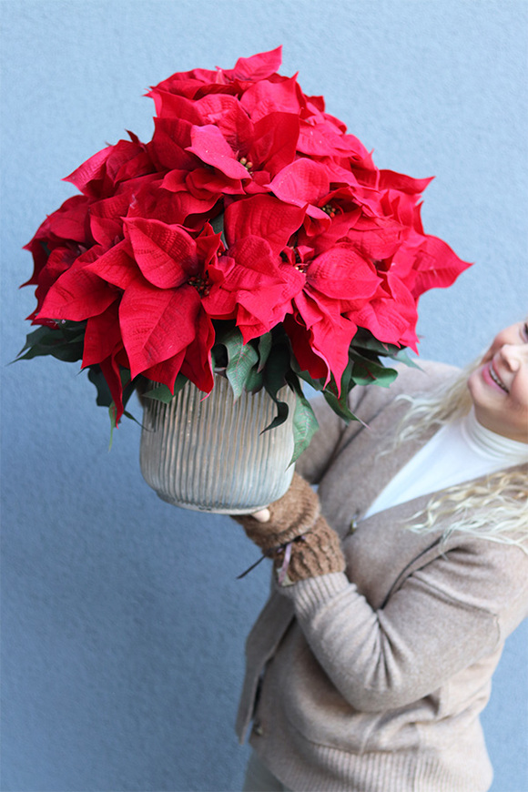 Gwiazda Betlejemska Hilton 3, wysokiej jakości sztuczna roślina