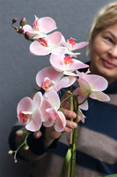  Kefani Otellia, różowy storczyk w białej donicy