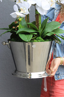 Cooler Maison 2, ekskluzywny sztuczny storczyk