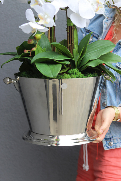 Cooler Maison 2, ekskluzywny sztuczny storczyk