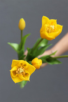 Marzo, bukiet tulipanów silikonowych, żółte