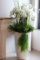 Fiberglass Grande Leucadio efektowny storczyk w białej donicy z fiberglass