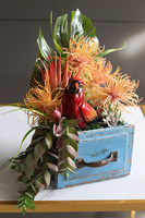 Papuga, egzotyczna dekoracja w szufladzie