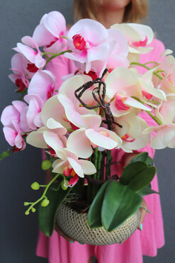 Twister Glamour, kolorowy storczyk w złotej donicy, wys.47cm  