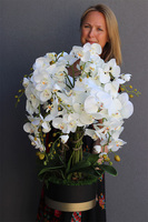 Blackisto Goldino B, elegancki storczyk w czarno-złotej donicy, wys.72cm