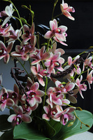 Cherry Nedera, różowy gumowy storczyk glamour