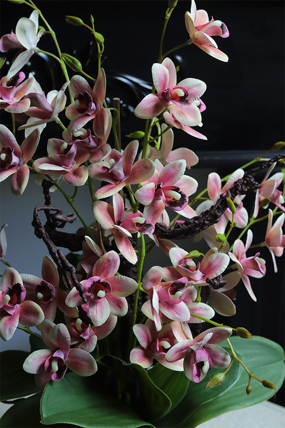 Cherry Nedera, różowy gumowy storczyk glamour