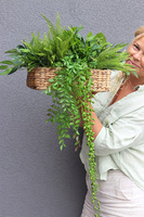 Usagi Cafe Green Basket, kompozycja z ziołami w koszu