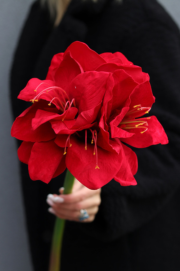 Amarylis Czerwony Premium, czerwony kwiat amarylisa