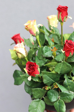 Juliet Roses Premium, kompozycja nagrobna w misie, wym.31x37cm