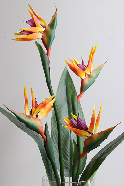 Strelicja Glassier, kompozycja ze strelicją w szkle