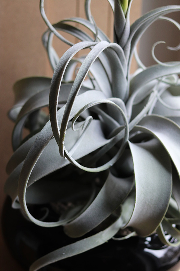 Oplątwa Piano, sztuczna roślina w doniczce