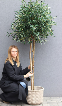Drzewko Oliwne Boho, sztuczna roślina w donicy, wys.195cm 