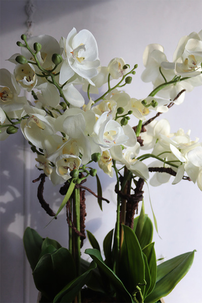 Diamondo Gold 4, storczyk w złotej donicy wysadzanej kryształami