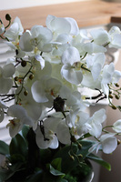 duży storczyk w eleganckim coolerze, Coolerita