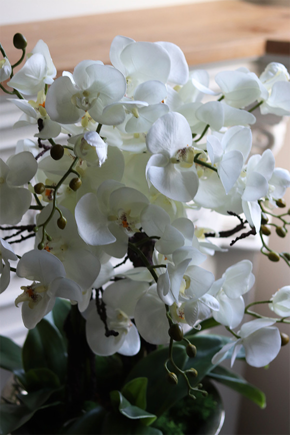 duży storczyk w eleganckim coolerze, Coolerita