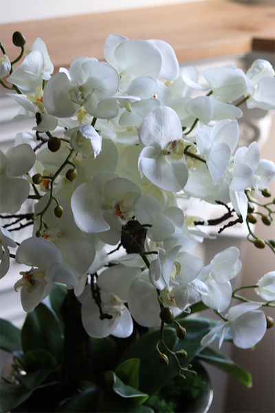 duży storczyk w eleganckim coolerze, Coolerita