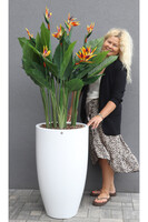 Strelicja Fiberglass Bahama 3, egzotyczna kompozycja w donicy