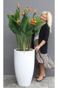 Strelicja Fiberglass Bahama 3, egzotyczna kompozycja w donicy, wym.174cm 