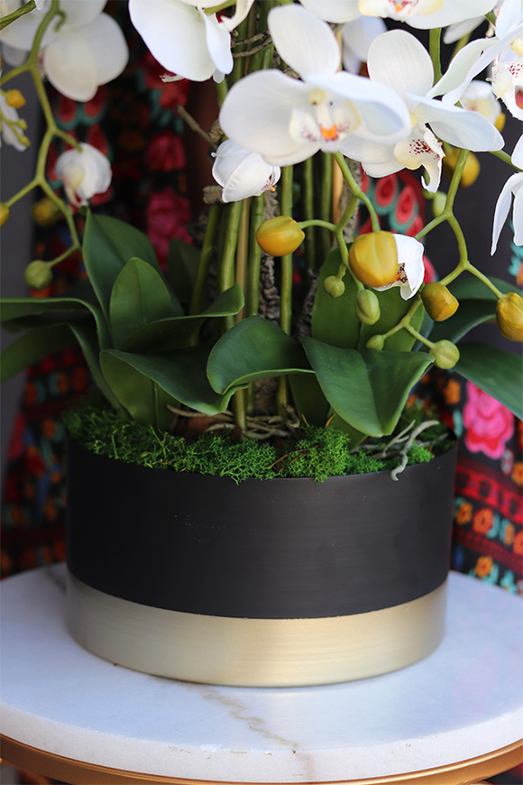 Blackisto Goldino B, elegancki storczyk w czarno-złotej donicy, wys.72cm