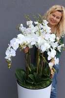 duży storczyk Mediolan Grande w białej donicy, wys.140cm 