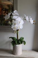 biały storczyk w donicy z motywem paproci, Paprotia, wys.62cm 