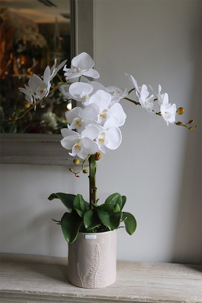 biały storczyk w donicy z motywem paproci, Paprotia, wys.62cm 