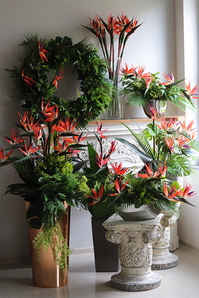 Strelicja Laos Silver, kompozycja w srebrnej donicy