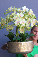 gumowy storczyk w metalowej misie, Ferrata Citrone Gold