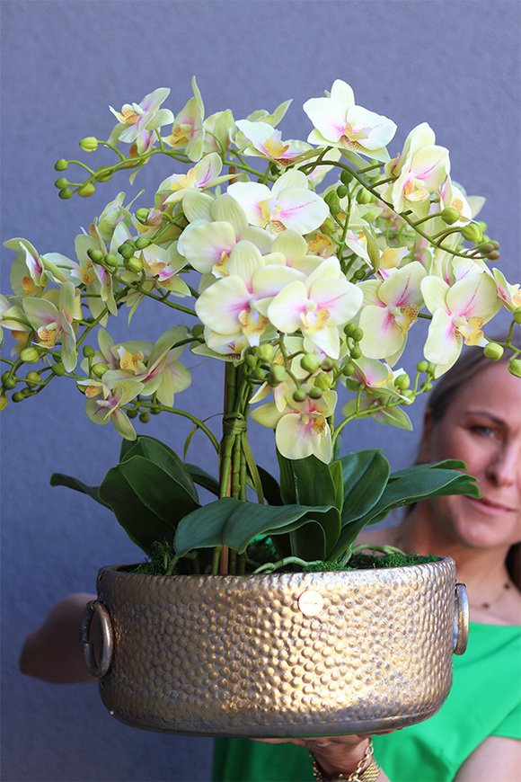 gumowy storczyk w metalowej misie, Ferrata Citrone Gold