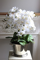 Cooler Maison 2, ekskluzywny sztuczny storczyk